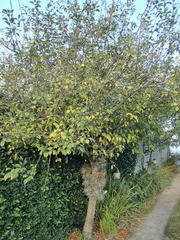Malus floribunda