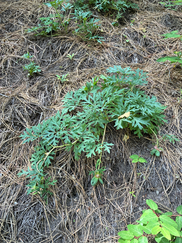 Paeonia brownii, photograph 4