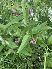 Symphytum officinale