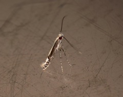 Psydrocercops wisteriae