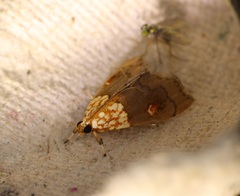 Agrotera