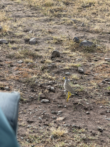 iNaturalist image
