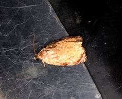 Sycacantha inopinata