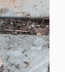 Trichoniscus pusillus