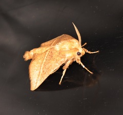 Quasithosea obliquistriga