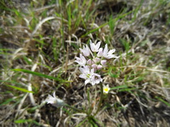 Allium canadense