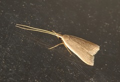 Homaloxestis multidentalis