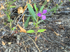 Clarkia rhomboidea, photograph (c) Emma, some rights reserved (CC BY)