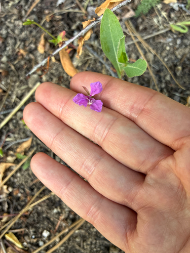 Clarkia rhomboidea, photograph 5