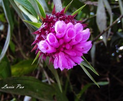 Elleanthus capitatus