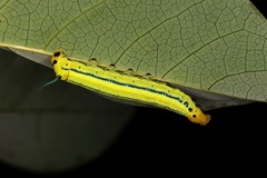 Macroglossum passalus