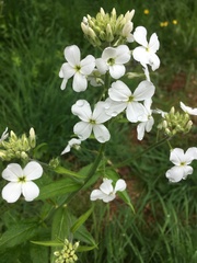 Hesperis matronalis candida
