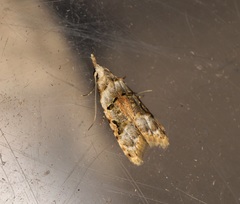 Metacosmesis laxeuta