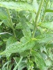 Hesperis matronalis candida