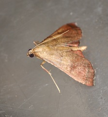 Endotricha theonalis