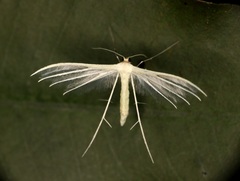 Pterophorus