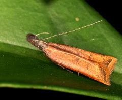 Dichomeris zonata