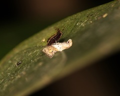 Epermenioidea