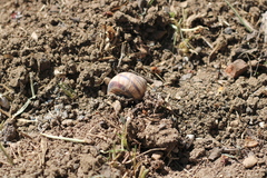 Helix albescens