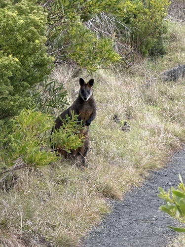 Swamp Wallaby