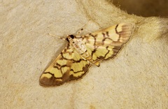 Lygropia distorta