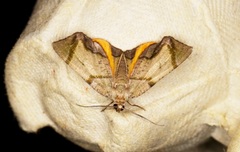 Achrosis incitata