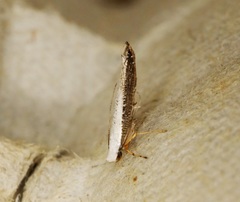 Lycophantis chalcoleuca