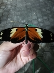 Heliconius ismenius metaphorus