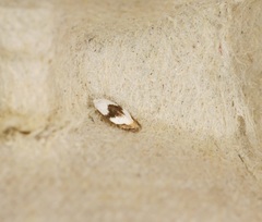 Pseudopostega zelopa