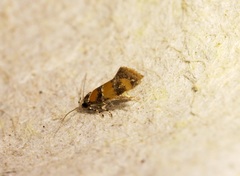 Promalactis lobatifera