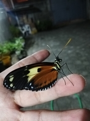 Heliconius ismenius metaphorus