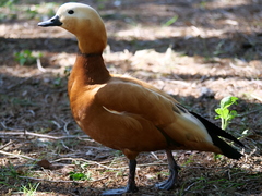 Tadorna ferruginea