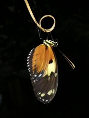 Heliconius ismenius metaphorus