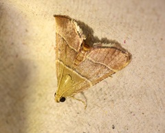 Stemmatophora flavicaput