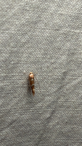 Horse-chestnut Leafminer