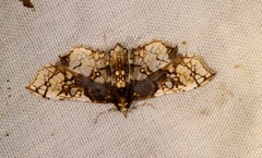 Omphisa anastomosalis