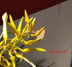 Callophrys xami xami