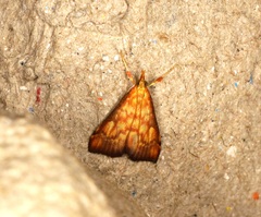 Pyrausta ignealis