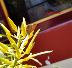 Callophrys xami xami