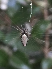 Cyclosa argenteoalba