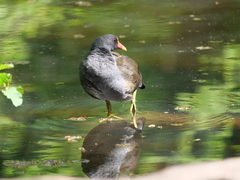Gallinula chloropus