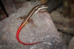 Sphenomorphus dussumieri