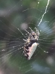 Cyclosa argenteoalba