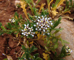 Iberis odorata
