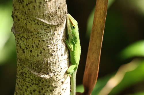 Anolis carolinensis observed 2026-07-19
