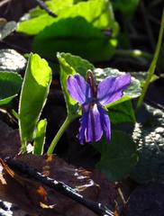 Viola odorata