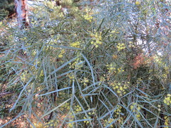 Acacia iteaphylla