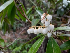 Pieris formosa