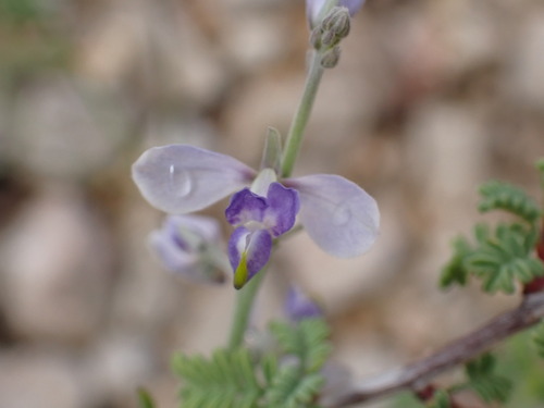 Blue Milkwort