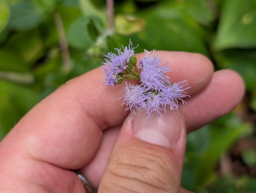 Ageratum houstonianum observed 2026-07-19